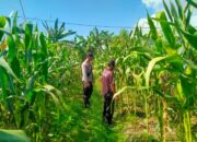 Bhabinkamtibmas Kelurahan Tanjung Lakukan Pengecekan Petani Jagung di Lingkungan Timba Borok