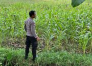 BHABINKAMTIBMAS DESA KUMBANG LAKSANAKAN GIAT SILATURAHMI DAN MONITORING KETAHANAN PANGAN