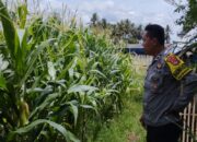 Bhabinkamtibmas Masbagik Timur Cek Lahan Ketahanan Pangan Bergizi