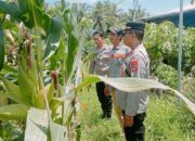 Kapolsek Labuhan Haji dan Bhabinkamtibmas Tirtanadi Lakukan Silaturahmi serta Cek Lahan Jagung Warga