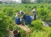 Bhabinkamtibmas Desa Lendang Nangka Laksanakan Pengecekan Lahan Ketahanan Pangan Bergizi