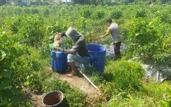 Bhabinkamtibmas Desa Lendang Nangka Laksanakan Pengecekan Lahan Ketahanan Pangan Bergizi